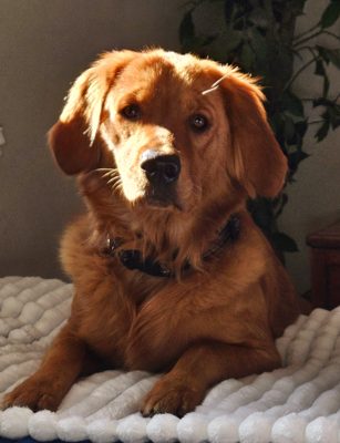 Leiyla the golden retriever