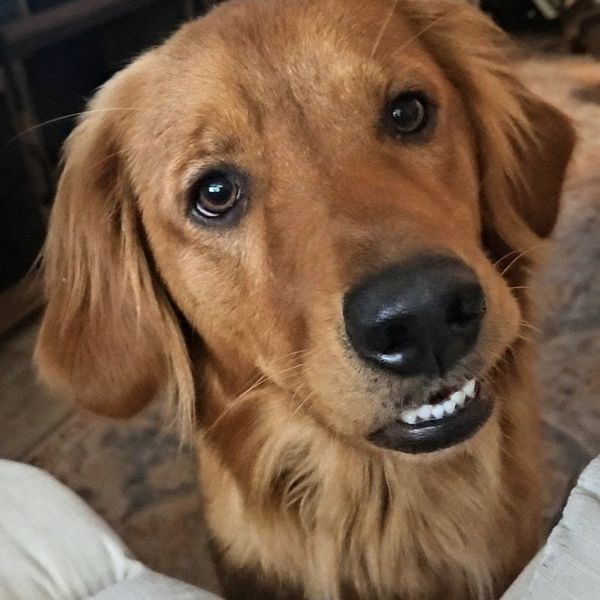 Leiyla the golden retriever smiling